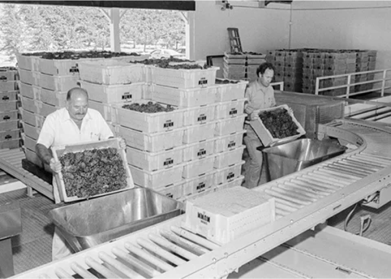 Using the French méthode traditionnelle, our first wine is produced under the name Domaine Mumm in 1983