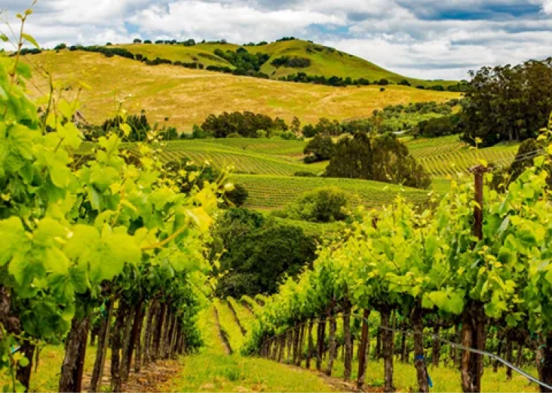 Mumm Napa Estate Vineyard, Devaux Ranch in the Carneros Region of Napa Valley