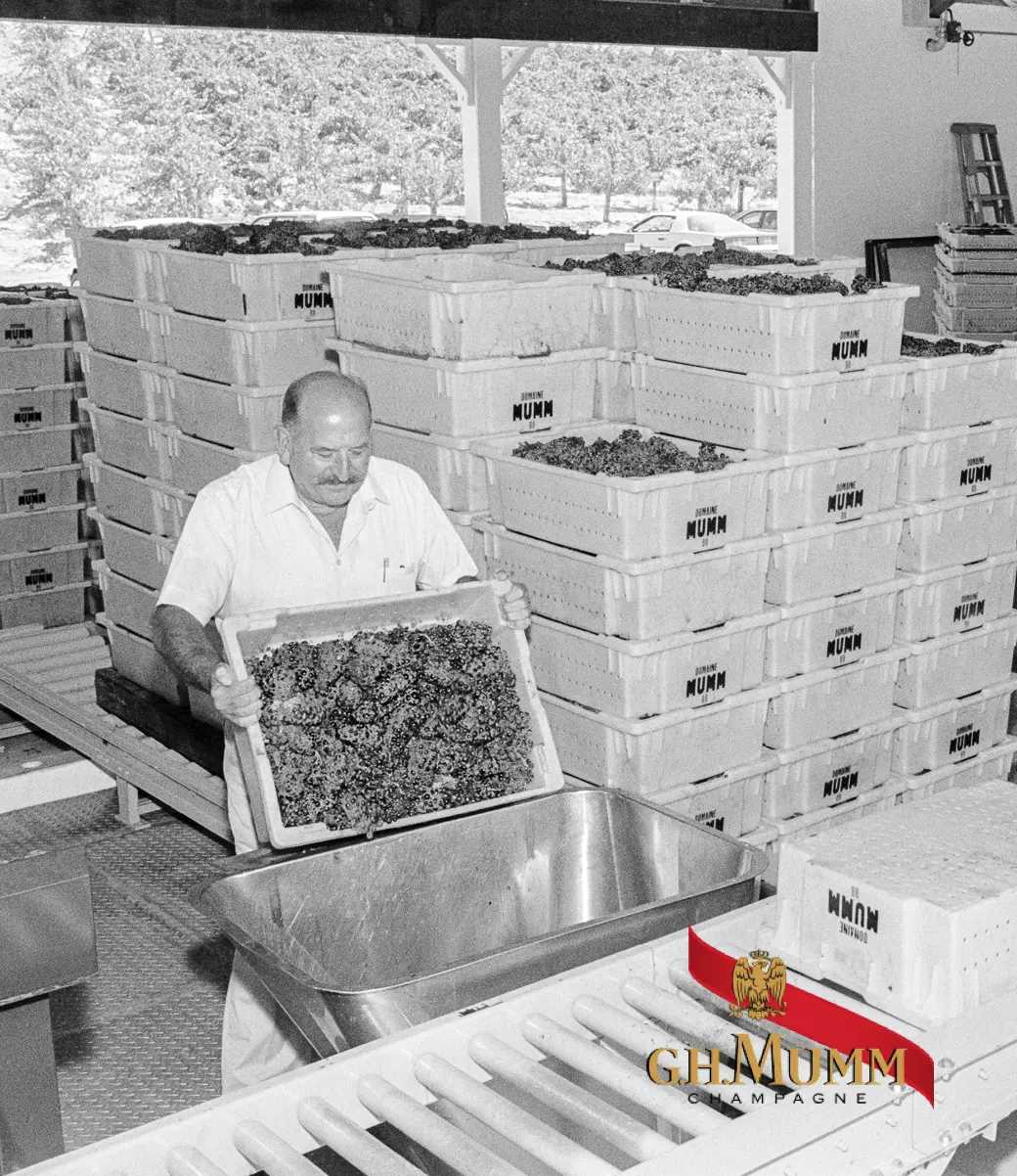 Founding President and Winemaker of Mumm Napa, Guy Devaux preparing freshly harvested grapes for production